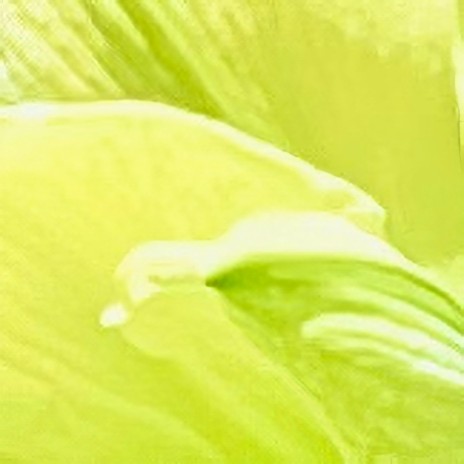 bloom