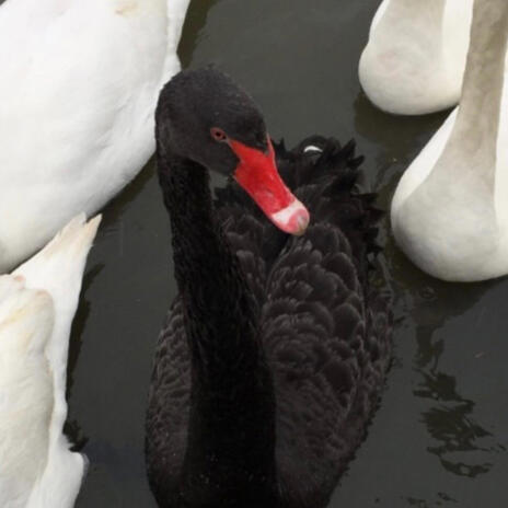 Black Swan cover art