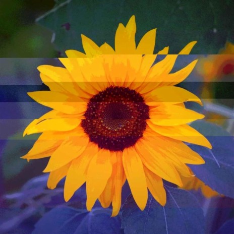 Sunflower (feat. St. Jones) cover art