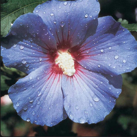 Hibiscus cover art