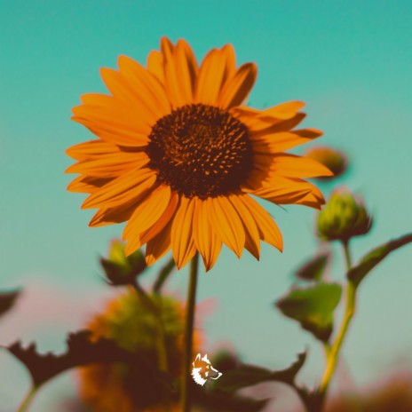 Sun Is Shining cover art