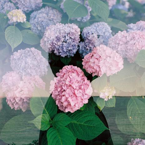Piper (Live) cover art