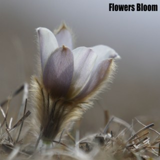 Flowers Bloom