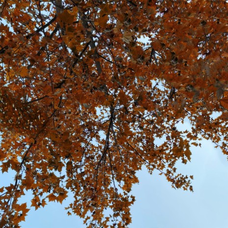 Otoño, más que una estación ft. belu