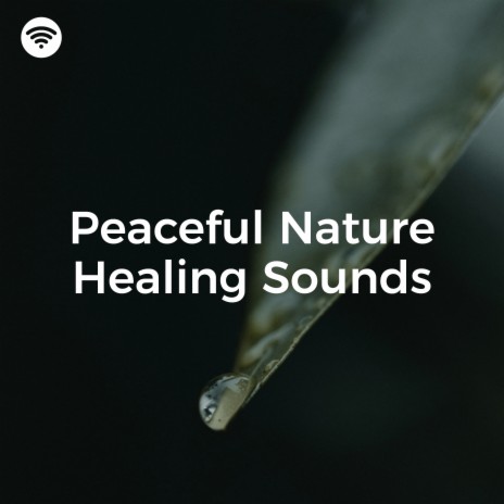 Gentle Zephyr ft. Reiki Healing Music & Solfeggio Sleep Music cover art