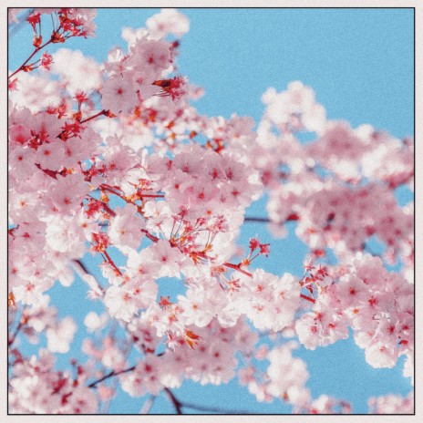 Cherry Blossom
