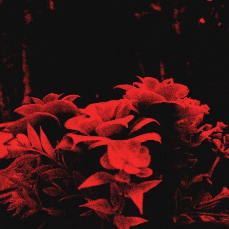 Сорт моей любви cover art