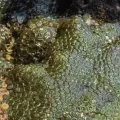Jade