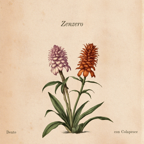 Zenzero (con Colapesce) ft. Colapesce cover art