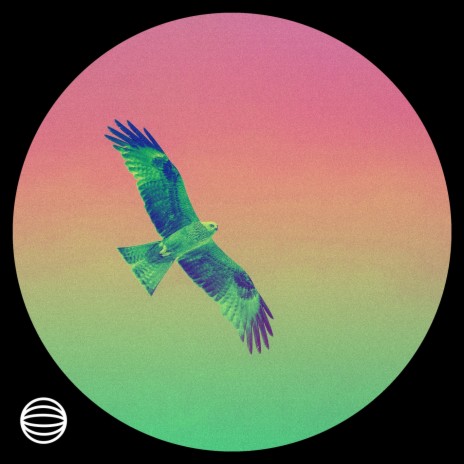 Hawk