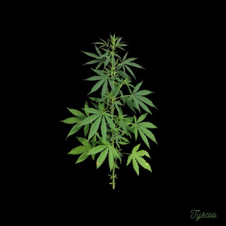 PECHO SA CONS cover art
