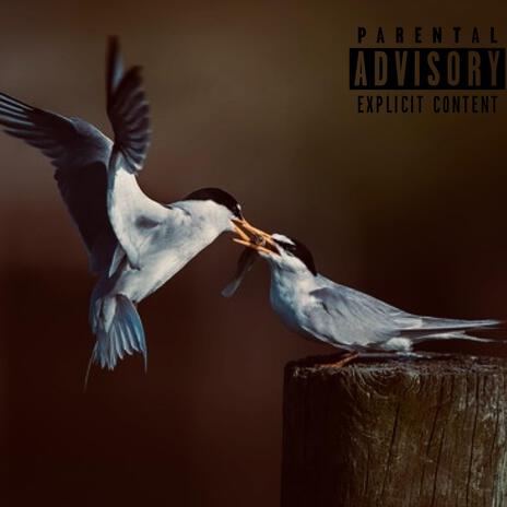 xxBIRDSxx cover art