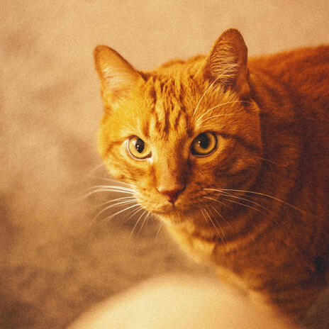 No time cover art