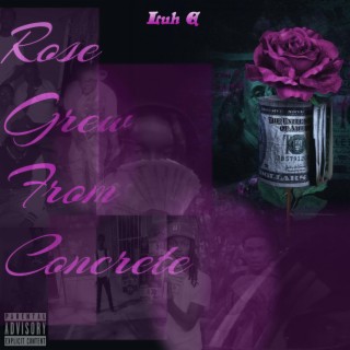Rose Grew From Concrete