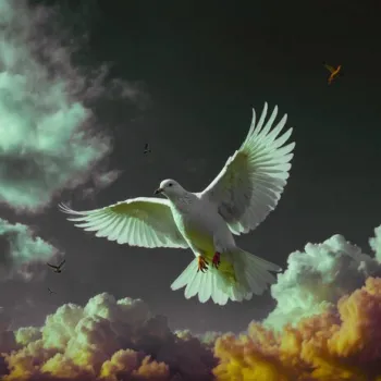Paye cover art