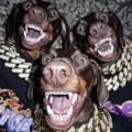 Dogs remember 2