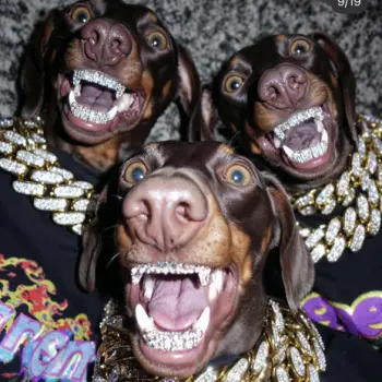 Dogs remember 2 cover art