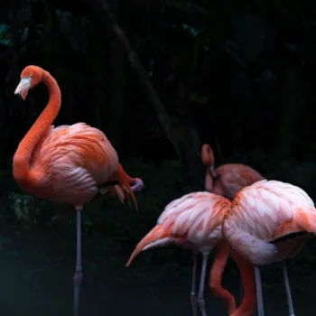 Flamengo cover art