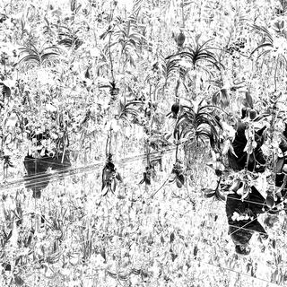 beemadamartyr