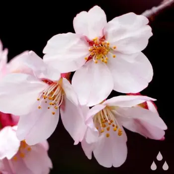 bloom. cover art