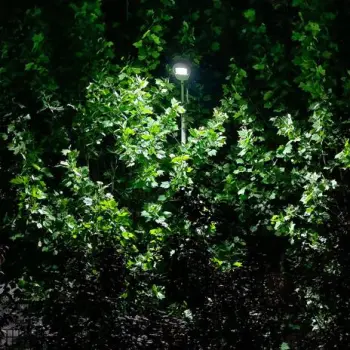 点螨痣 cover art
