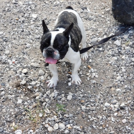 Days Pass