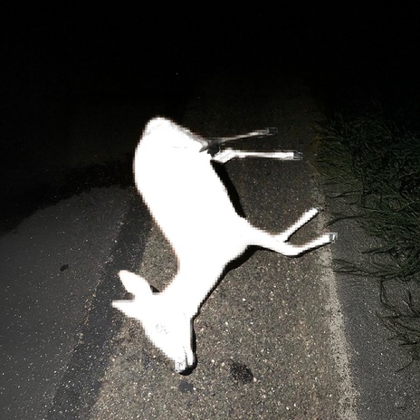 La biche