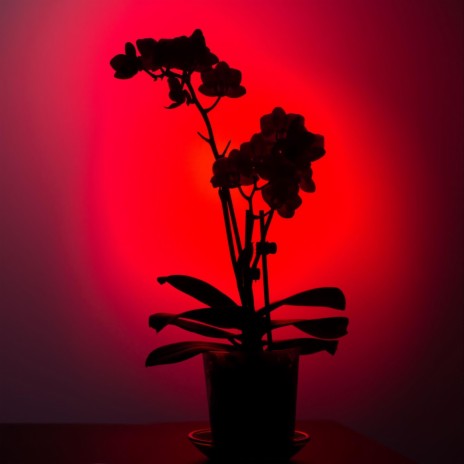 A Dark Dream ft. Chu cover art