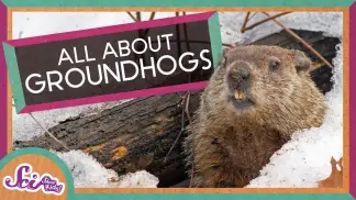 Groundhog Day 2023 | 6 More Weeks of Winter! | SciShow Kids (2026) poster