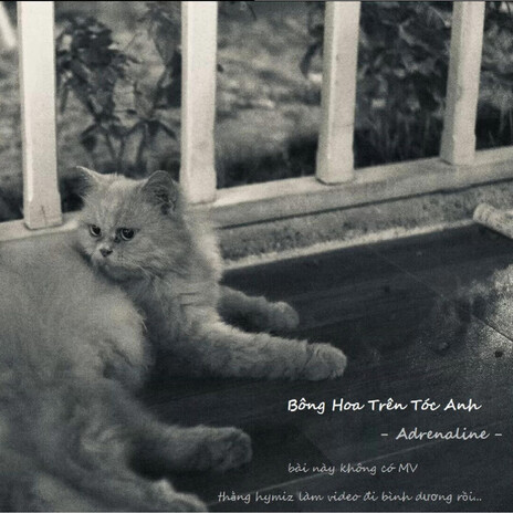 Bông hoa trên tóc anh cover art