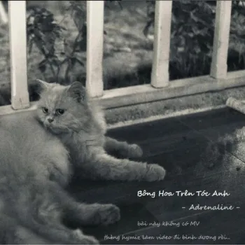 Bông hoa trên tóc anh cover art