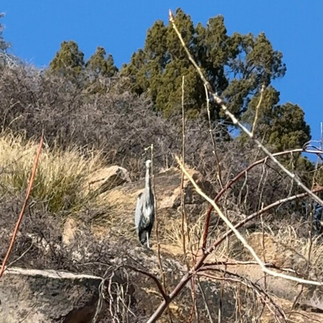 RELAXING BIRD ON A ROCK cover art