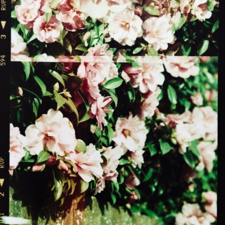 Spring Walk cover art