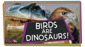 Special Guests! | SciShow Kids (2026) poster