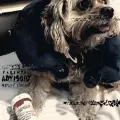 Flight Ready (Crush It)