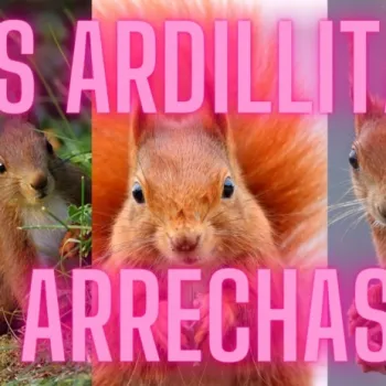 Las Ardillitas Arrechas cover art