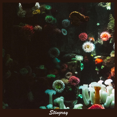 Stingray cover art