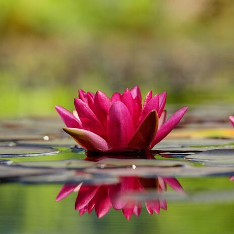 Water Lily