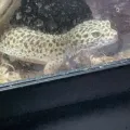 Xeno!