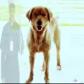 free u