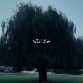 willow cover art