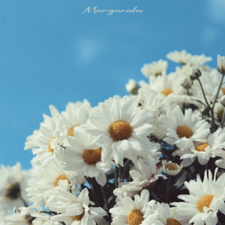 Margarida cover art