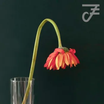 Forgotten gerberas in a bong cover art