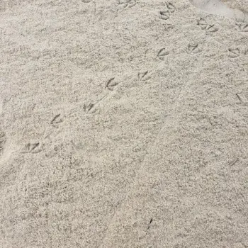 HAPPYFEET cover art