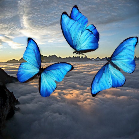Butterflies cover art