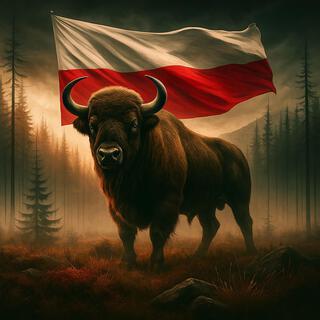 BISON 404