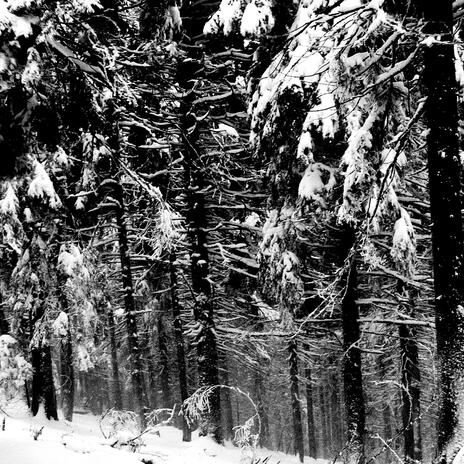 Abstrakter Wald XII cover art