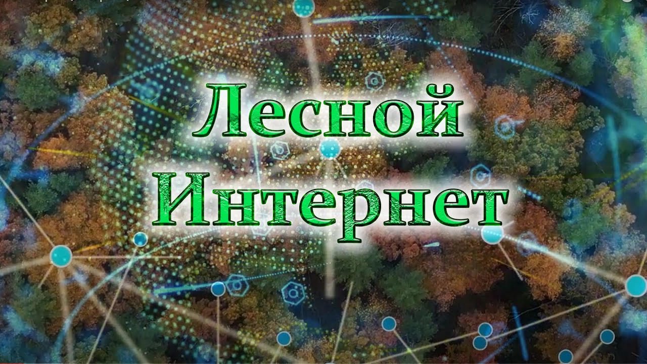 Лесной Интернет: секреты взаимосвязей в экосистеме cover art