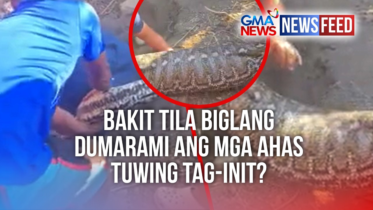 Bakit tila biglang dumarami ang mga ahas tuwing tag-init? | GMA News Feed cover art