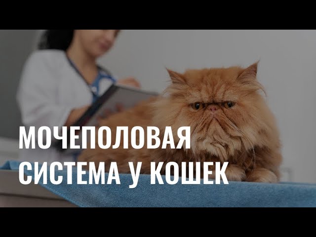 Диагностика и лечение проблем мочеполовой системы у кошек cover art